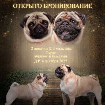 порода собак чау чау цена: Продажа собак — 1