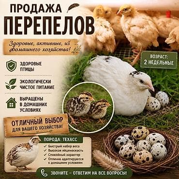 Животные: Продажа перепелов (порода: техасс) Начало носки яиц 35-38 дней - — 1