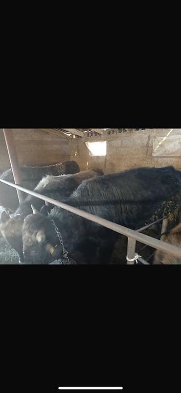 Зоотовары: 3 быка по 150 тысяч, а все трое будут 450тысяч. Быкам по 1году и — 2