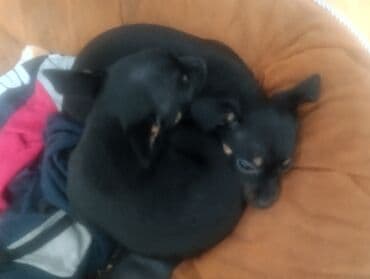 купить питбультерьер: Той-терьер, 2 месяца, Самец — 2