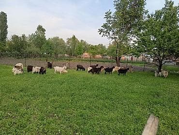 кошка шотландская цена: Продаю | Коза (самка) | Полукровка | Для разведения | Котные — 2