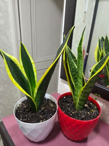 аквариум с рыбой: Бегония клубневая в горшке - Пышный куст с крупными махровыми — 13