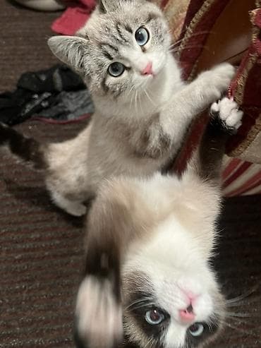 котята сиамской кошки: Котята с колор-пойнт окраcом (сиамский/снежный) и голубыми глазами — 2