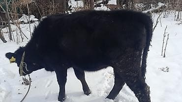 собака охота: Продаю | Тёлка | На откорм | Искусственник — 3