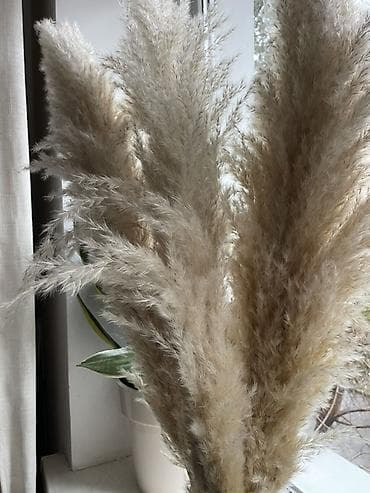 сухоцвет: Декоративные сухоцветы — соцветия пампасной травы (Cortaderia). - — 1