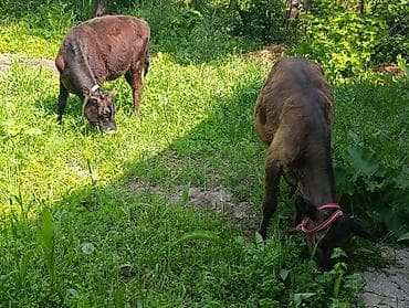 улака ат: Продаю | Тёлка, Музоо, торпок | Алатауская | Для разведения — 1