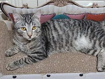 кот кошка: Кошка породы типа «русская голубая» (серо‑графитовая шёрстка — 7