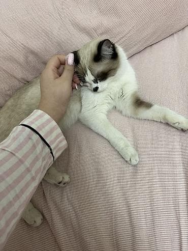 британский кошки: Вязка: Сиамская, Девочка, 1 год, С прививками, С документами, Биколор — 3