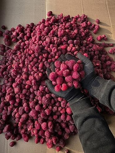 рабочи ат: Замороженная малина, клубника - Быстрая шоковая заморозка: сохраняет — 3