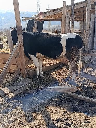 Аквариумдар: Сатам | Уй (ургаачы) | Көбөйтүү үчүн, Сүт алуу үчүн — 3