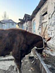 купить породистую кошку: Продаю | Тёлка | Симментальская | Для разведения | Не стельные — 5