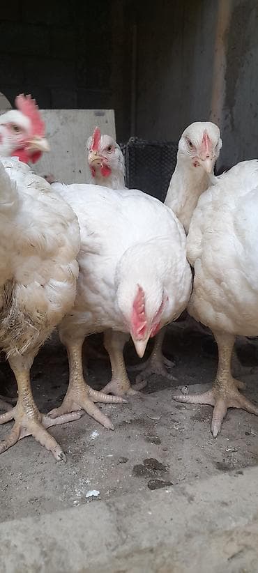 хомяк домашний купить: Продаю | Куры | Бройлерная | На забой — 2