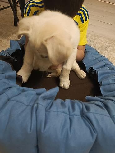 хаски бишкек купить: 2 месяца, Самец, С прививкой — 5