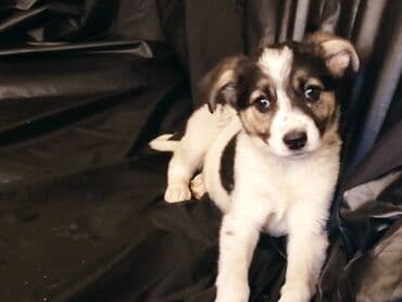 щенки белгийскоц овчарки: Ит бекер берилет: 2 айлык, Эркек — 27