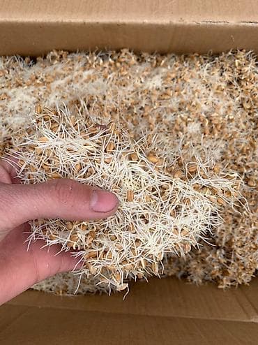 корм для собак мешок 25 кг недорого: Таза Буудай Сумолоко Ондуруп сутун ичкенге,Пшеница чистая отборная для — 5