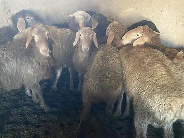 Үй жаныбарлары үчүн товарлар: Сатам | Кочкор (эркек) | Гиссар, Аргын, Эдильбай | Союуга, Көбөйтүү үчүн | Жасалма жол менен боозутуу — 2