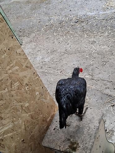 белый петух: Продаю | Петух | Бойцовая | Для разведения — 4