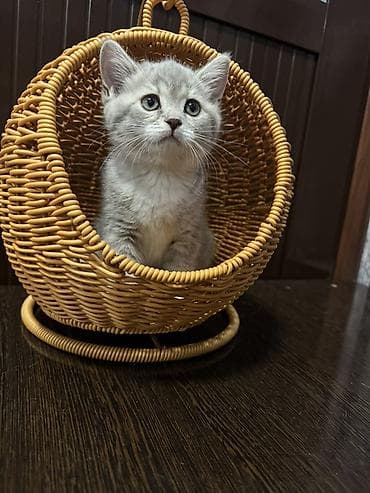 кошка шотланка: Скотиш Страйт (Шотландская прямоухая), 2 месяца, Девочка — 4