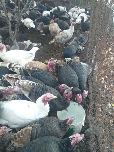 домашние птицы: Продаю | Индюк (самец) | Для разведения — 1