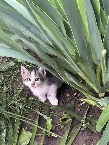 кошки продаются очень бесплатно: Котята мальчишки и одна девочка Отдадим в добрые руки ДОСТАВИМ по — 2