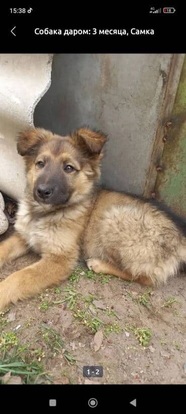 отдам собаку в добрые руки: Собака даром: 7 месяцев, Самец — 5