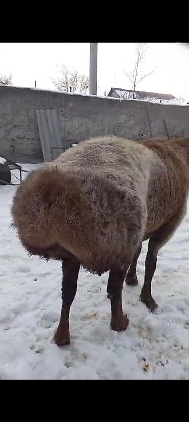 продаю тай: Продаю | Баран (самец) | На забой | Племенные — 9
