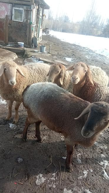 кошка свинкс: Продаю | Овца (самка) | Романовская | Для разведения | Ярка — 8