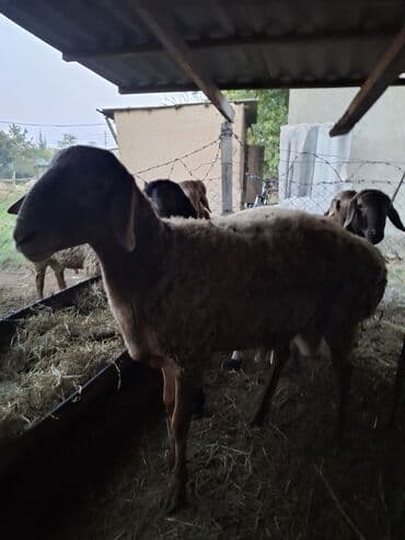 где можно купить молодых кур несушек: Продаю | Баран (самец) | Полукровка | На забой, Для разведения, Для шерсти | Осеменитель, Племенные — 4