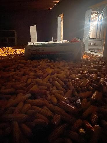 бигль цена бишкек: Жугору сатылат местный кара-балтада 10 тонна бар баасын суйлошобуз — 1