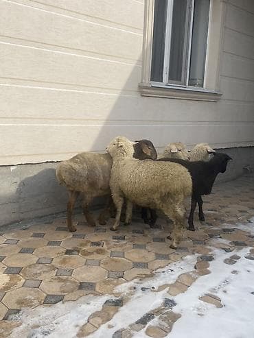 машынка для стрижки баранов: Продаю | Овца (самка) | Меринос | На забой, Для шерсти | Кастрированные — 3