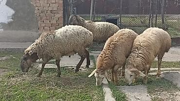 циплята брама: Продаю | Овца (самка) | Для разведения — 4