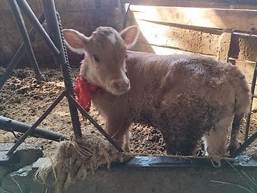 корм для животных: Продаю | Тёлка | На откорм | Привязанные — 3
