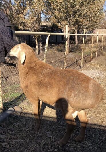 русская спаниель цена: Продаю | Баран (самец) | Арашан | Для разведения | Осеменитель — 1