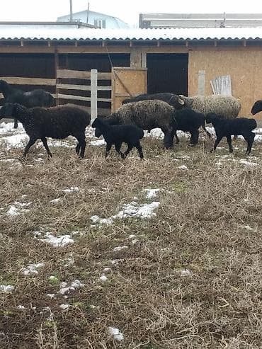 овцы токмок: Продаю | Овца (самка), Ягненок, Баран (самец) | Для разведения | Котные, Матка, Ярка — 1