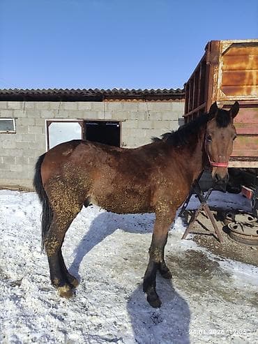 кролики фландр: Продаю | Жеребец | Рабочий — 2