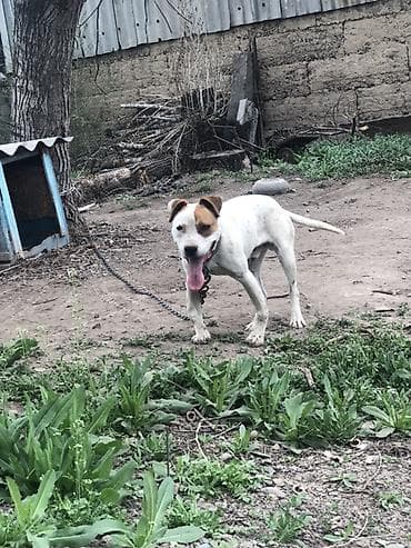 Собака среднего-крупного размера, короткошёрстная, белая с рыжими