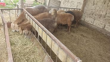 продам сельхоз животных: Продаю | Ягненок — 3