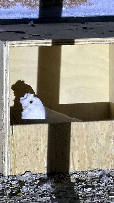 Животные: Продаю голуби маланос пара идиал — 1