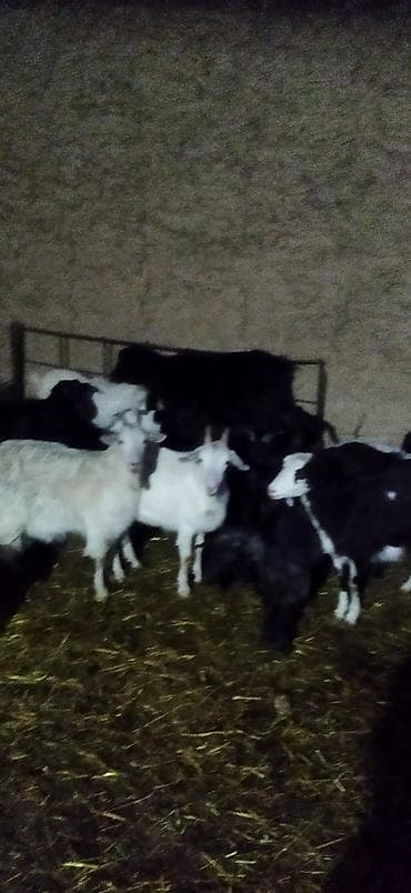 питбуль черный цена: Продаю | Козлёнок | Для разведения — 7