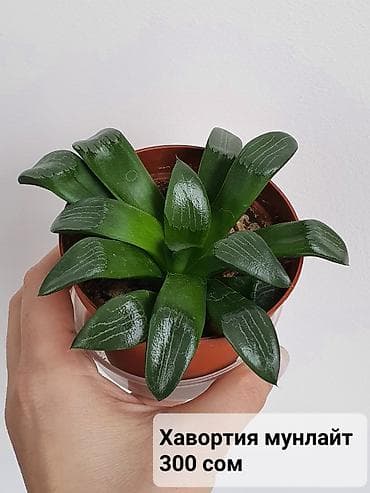 Цветы в ассортименте
Цена и название на фото