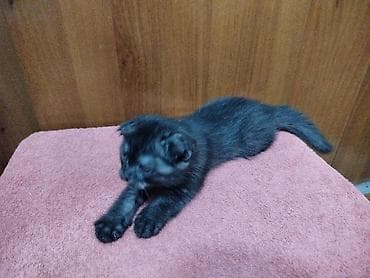 Кошки: Котёнок с короткими вислыми ушками и выразительными голубыми — 3