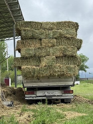 Таза беде сатылат туктор плотный 150штук доставка бар