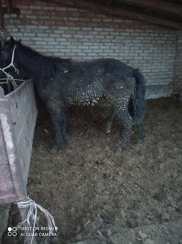 бирки для баранов: Продаю | Жеребец | Рабочий — 4