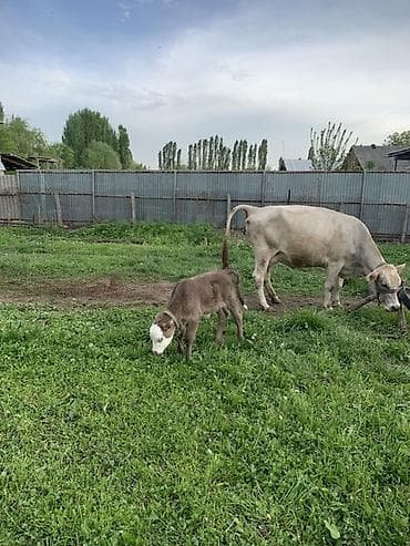 диск пес: Продаю | Корова (самка) | Для молока | После отела — 7