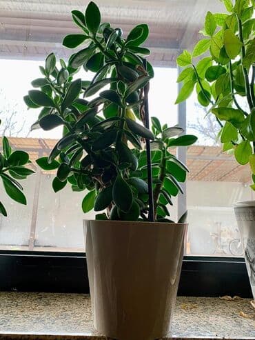 продам рассаду помидор: Денежные деревья Отлично растут Высокие сформированные будут — 1