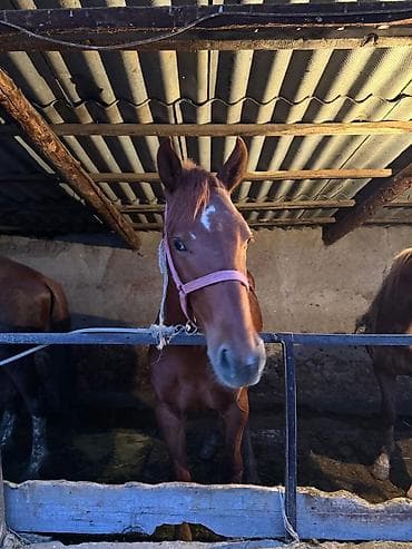 для лошади: Продаю | Жеребец | Для разведения — 6