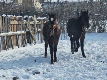птица канарейки: Продаю | Жеребенок | Для разведения | Племенные — 3