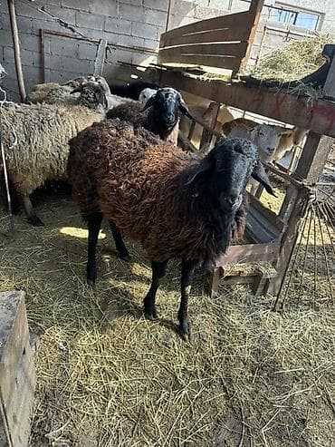 бараны аршан: Продаю | Овца (самка) | Для разведения | Матка — 2