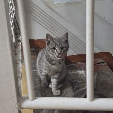 сколько стоит кошка породы мейн кун: Кошка даром: Беспородная, 3 месяца, Девочка — 4