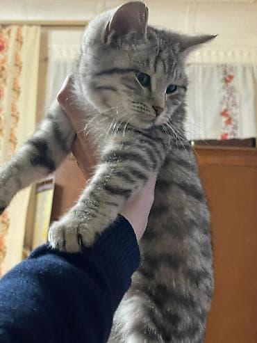 сфинкс на вязку: Котёнок серебристого окраса с классическим мраморным табби-рисунком — 1